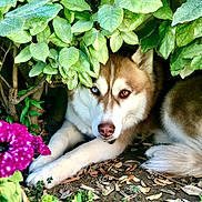 Loki participe au concours pour gagner de l'argent avec cette photo : dog, husky, heterochromia, blue_eye, brown_eye, green_leaves, flower, purple_flower, outdoor, nature, bush, pet, canine, fur, animal, ground, relaxed, laying_down, garden, close_up