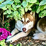 dog, husky, heterochromia, blue_eye, brown_eye, green_leaves, flower, purple_flower, outdoor, nature, bush, pet, canine, fur, animal, ground, relaxed, laying_down, garden, close_up