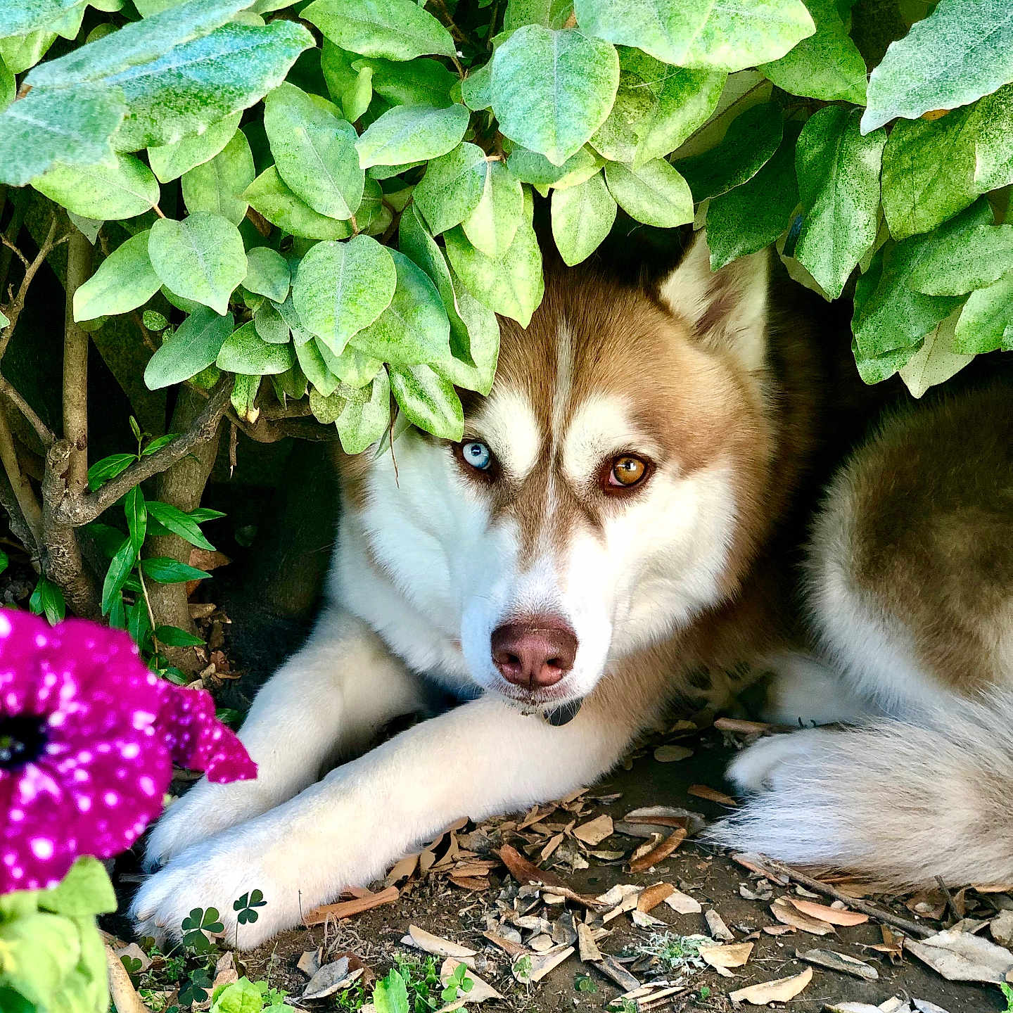 Loki participe au concours pour gagner de l'argent avec cette photo : dog, husky, heterochromia, blue_eye, brown_eye, green_leaves, flower, purple_flower, outdoor, nature, bush, pet, canine, fur, animal, ground, relaxed, laying_down, garden, close_up