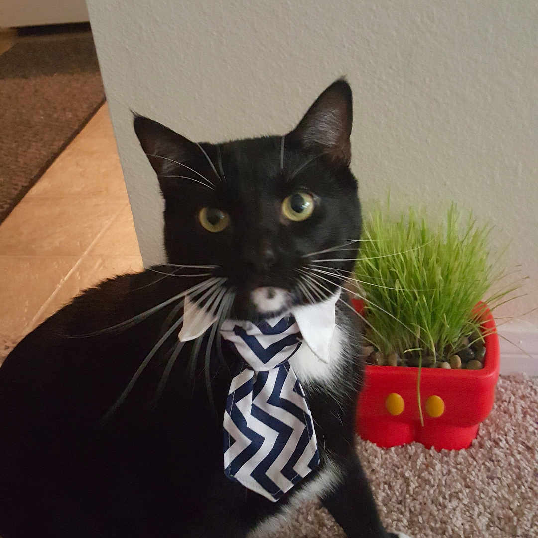 Helo is registered to the contest to win money with this photo: animal, black_and_white, carpet, cat, closeup, curious, cute, decor, domestic_cat, floor, grass, greenery, indoor, pet, plant, planter, sitting, tie, tuxedo_cat, whiskers