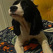 Arya is registered to the contest to win money with this photo: dog, spaniel, black_and_white, pet, portrait, sitting, indoors, blanket, colorful, yellow_cushion, floppy_ears, long_fur, white_chest, black_fur, paws, animal, home, bedroom, cute, photography