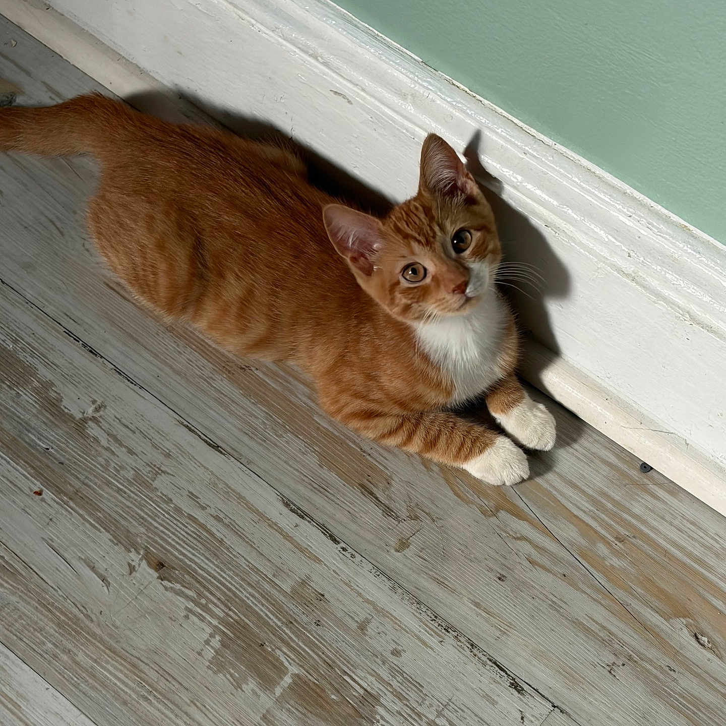 Simba