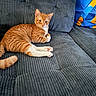 Simba is registered to the contest to win money with this photo: cat, tabby, orange_cat, white_paws, pet, feline, animal, lounging, sitting, stretching, sofa, couch, cushion, indoors, home, gray, blue, yellow, striped_fur, relaxed