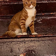 Simba joined the competition — help win amazing prizes! cat, tabby, orange_cat, white_chest, pet, animal, sitting, portrait, looking_at_camera, wide_eyes, ears, whiskers, striped_fur, wooden_steps, rustic, weathered_wood, indoors, front_view, warm_lighting, centered_subject