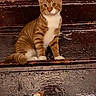 cat, tabby, orange_cat, white_chest, pet, animal, sitting, portrait, looking_at_camera, wide_eyes, ears, whiskers, striped_fur, wooden_steps, rustic, weathered_wood, indoors, front_view, warm_lighting, centered_subject