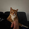 Simba joined the competition — help win amazing prizes! cat, kitten, orange_cat, tabby, white_chest, animal, pet, sitting, couch, sofa, indoors, living_room, human_hand, whiskers, ears, eyes, fur, striped_fur, portrait, playful