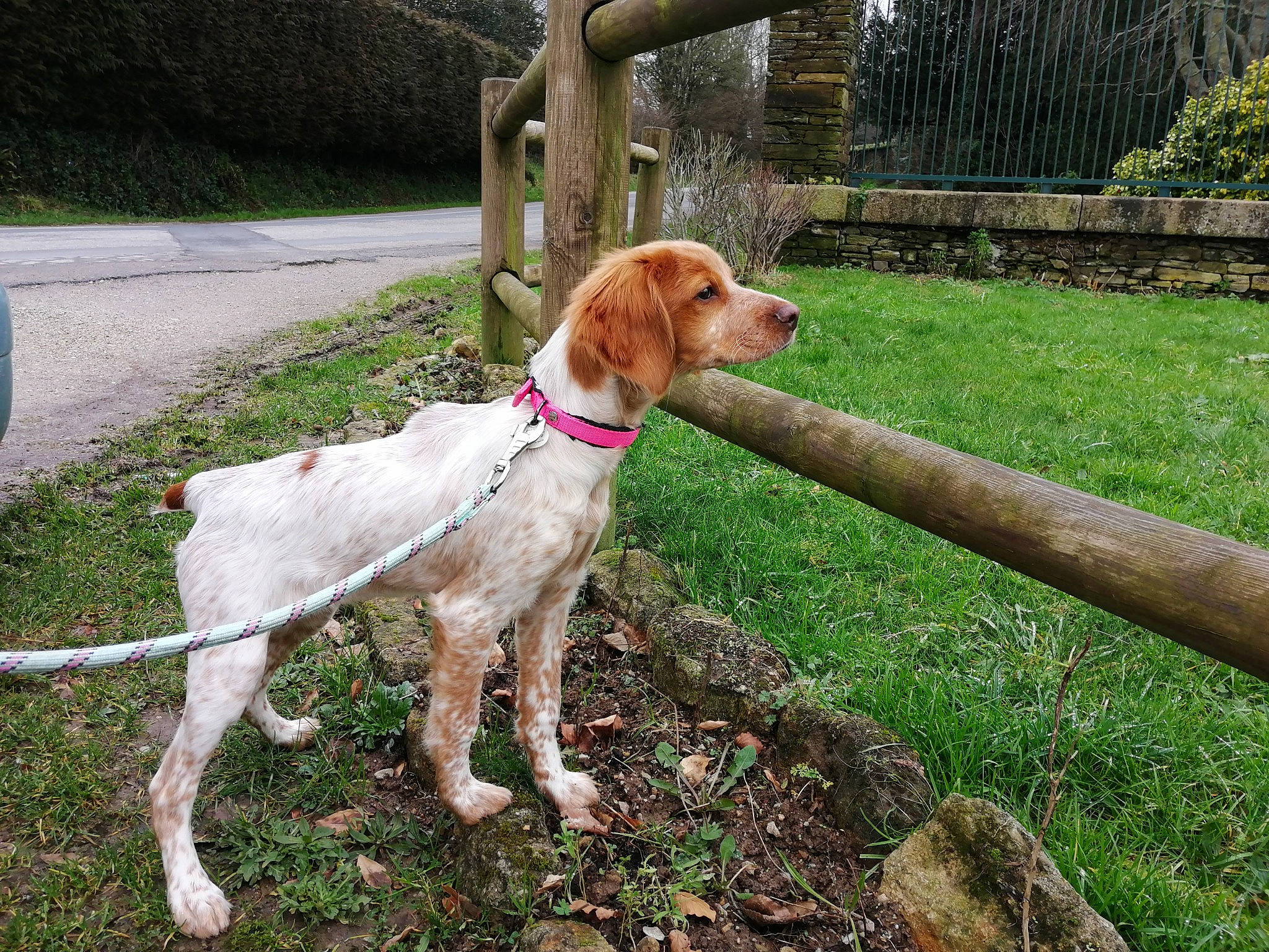 Rebel participe au concours pour gagner de l'argent avec cette photo : canidae, carnivore, collar, companion_dog, dog, dog_breed, dog_collar, fawn, fence, german_shorthaired_pointer, grass, gun_dog, home_fencing, leash, liver, plant, pointing_breed, sporting_group, tail, working_animal