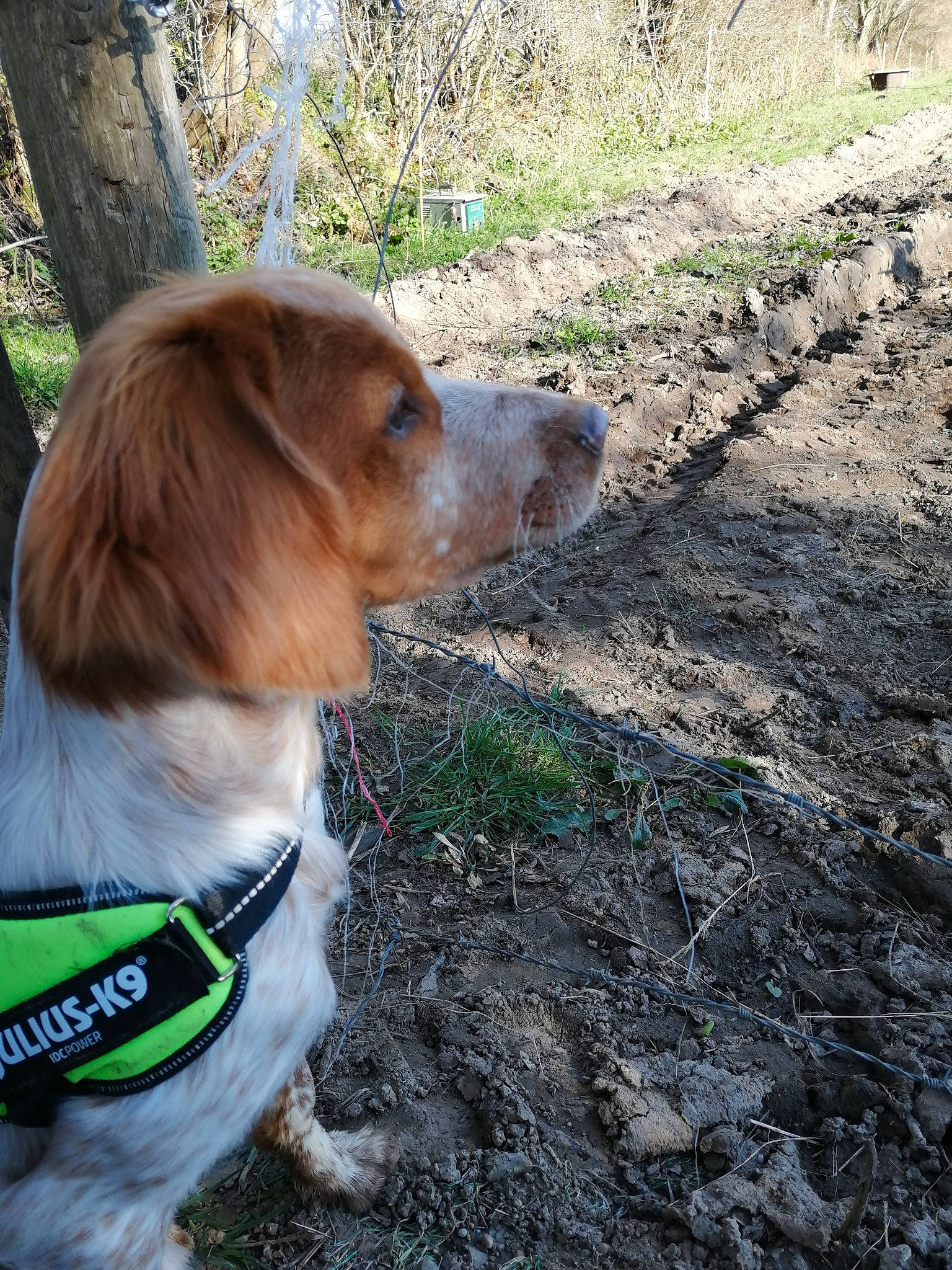 Rebel participe au concours pour gagner de l'argent avec cette photo : adventure, canidae, carnivore, collar, companion_dog, dog, dog_breed, dog_collar, dog_supply, fawn, fur, leash, liver, plant, snout, soil, sporting_group, tail, tree, wood