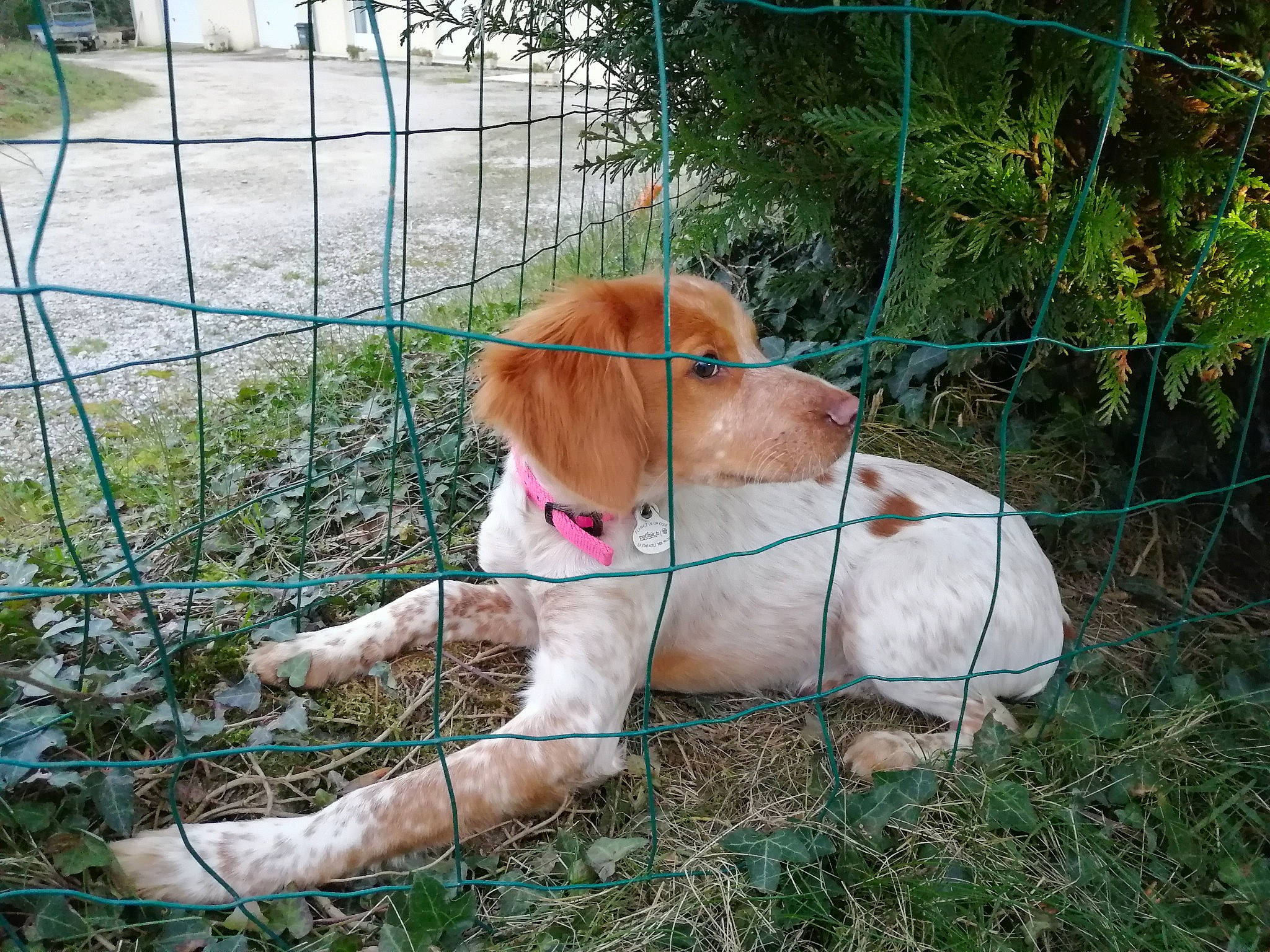 Rebel a rejoint le concours — aidez-le/la à gagner de superbes lots ! carnivore, collar, companion_dog, dog, dog_breed, fawn, fence, grass, liver, livestock, mammal, pet_supply, plant, sporting_group, tail, toy, vertebrate, whiskers, wire_fencing, working_animal