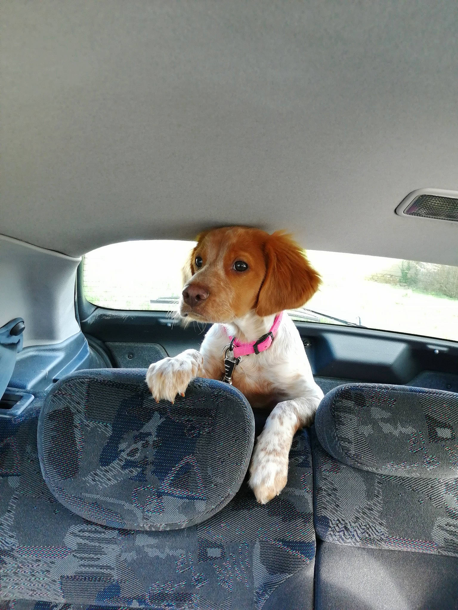 Rebel a rejoint le concours — aidez-le/la à gagner de superbes lots ! automotive_design, automotive_exterior, automotive_mirror, car, car_seat, car_seat_cover, carnivore, companion_dog, dog, dog_breed, fawn, liver, mode_of_transport, motor_vehicle, snout, toy, vehicle, vehicle_door, windshield, working_animal