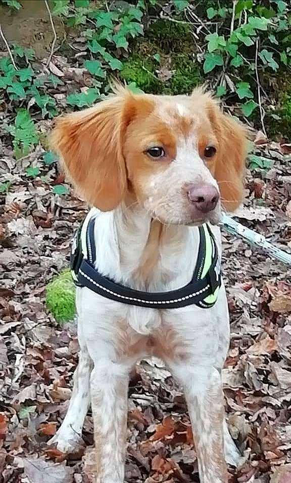 Rebel a rejoint le concours — aidez-le/la à gagner de superbes lots ! canidae, carnivore, collar, companion_dog, dog, dog_breed, dog_clothes, dog_collar, dog_supply, fawn, fur, leash, liver, plant, snout, spaniel, toy, tree, wood, working_animal