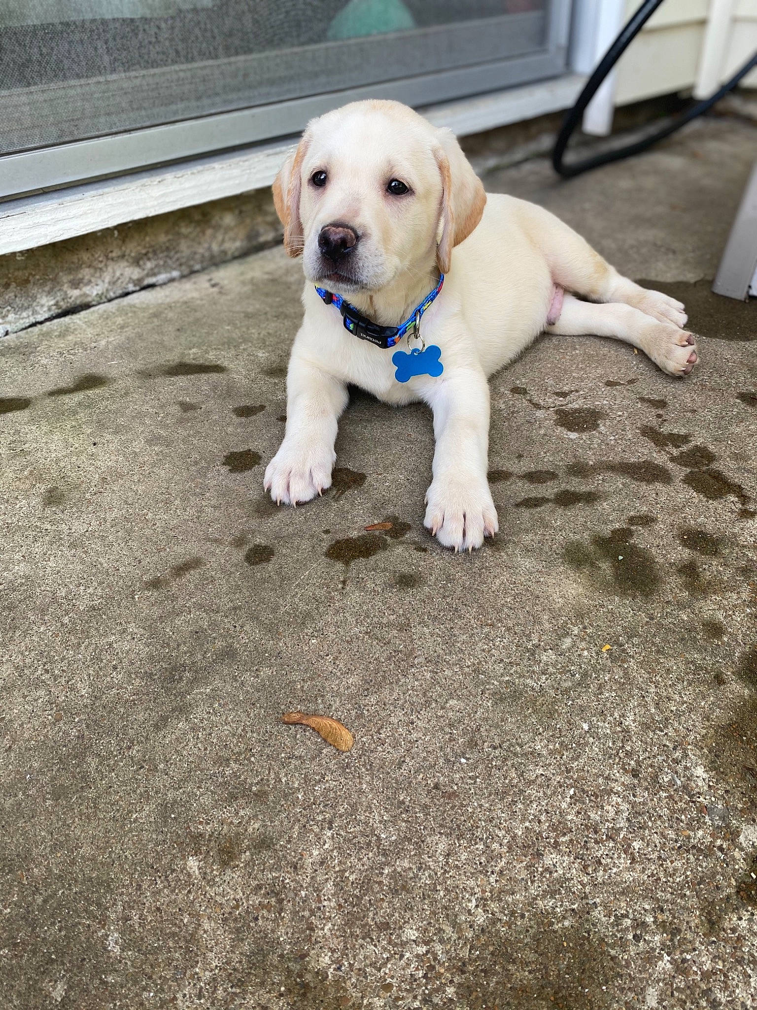 Arlo is registered to the contest to win money with this photo: adventure, beagador, canidae, carnivore, companion_dog, dog, dog_breed, fawn, labrador_retriever, mammal, paw, puppy, rare_breed_dog, retriever, snout, sporting_group, tail, yellow