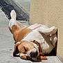 dog, sleeping, outdoor, concrete, sunlight, relaxed, paw, collar, wall, brown, white, pet, canine, resting, sidewalk, daylight, fur, animal, peaceful, closeup