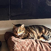 Prunelle participe au concours pour gagner de l'argent avec cette photo : cat, tabby_cat, pet_bed, indoor, sunlight, brown, striped, feline, relaxed, cozy, fur, whiskers, ears, animal, domestic, floor, cabinet, shadow, resting, comfort