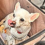 dog, small_dog, chihuahua, pet, tongue_out, carrier_bag, plush_toy, indoor, close_up, ears, collar, beige, cute, animal, fur, pet_accessory, playful, face, whiskers, resting