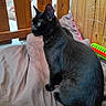black_cat, cat, pet, animal, feline, green_eyes, wooden_fence, wooden_wall, blanket, indoor, toy, fur, sitting, side_view, domestic_cat, cozy, resting, curious, household, portrait