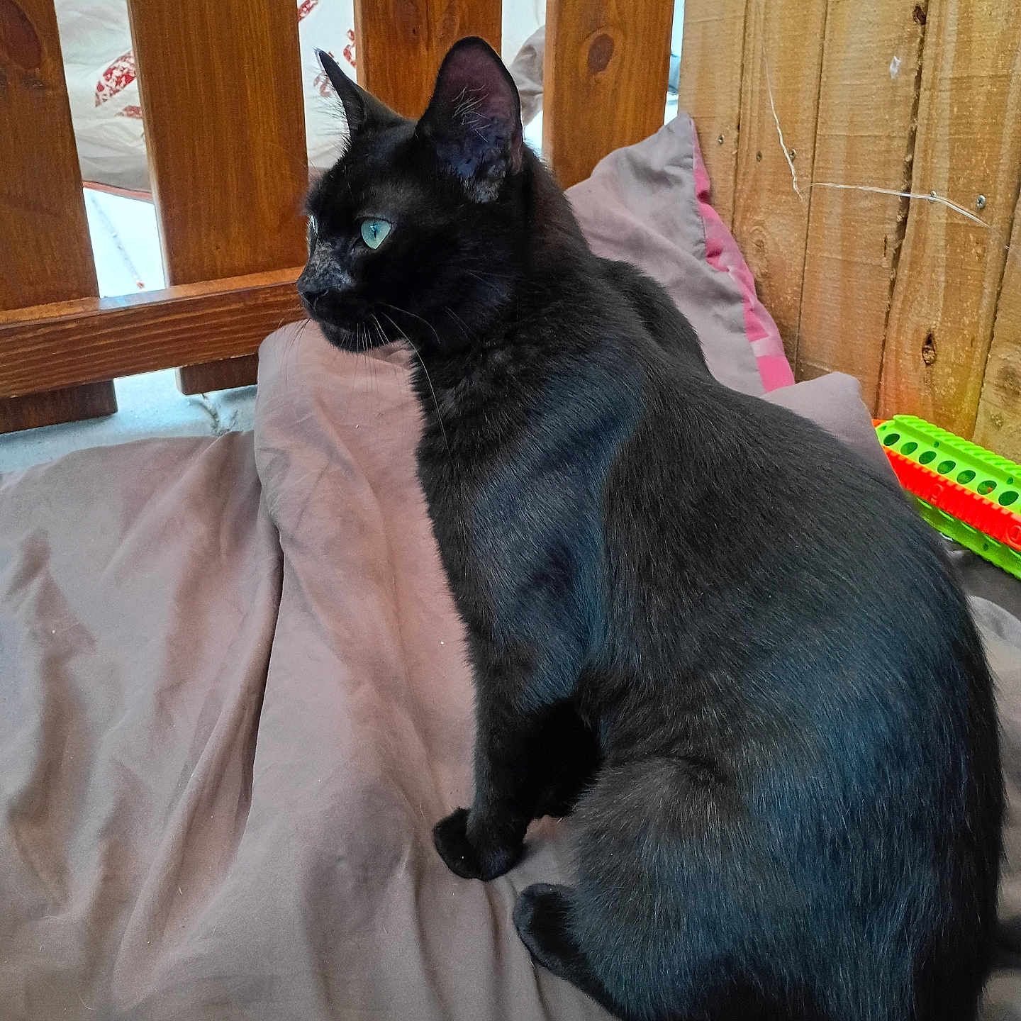 G-Baby is registered to the contest to win money with this photo: black_cat, cat, pet, animal, feline, green_eyes, wooden_fence, wooden_wall, blanket, indoor, toy, fur, sitting, side_view, domestic_cat, cozy, resting, curious, household, portrait