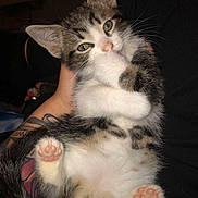 Buddy joined the competition — help win amazing prizes! animal, cat, close_up, cute, feline, fur, hand, indoor, kitten, paw, pet, pink_toe_beans, relaxed, sleepy, tabby, tattoo, tiny, whiskers, white_fur, young