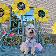 Padmé joined the competition — help win amazing prizes! dog, tutu, bench, sunflower, flower_decoration, outdoor, brick_wall, window, metal, leash, happy, pet, smiling, cute, colorful, grass, daylight, animal, playful, garden