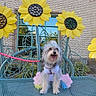 dog, tutu, bench, sunflower, flower_decoration, outdoor, brick_wall, window, metal, leash, happy, pet, smiling, cute, colorful, grass, daylight, animal, playful, garden