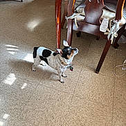 Lucero is registered to the contest to win money with this photo: animal, collar, curious, cushion, cute, dog, domestic, floor, furniture, home, indoor, living_space, looking_up, pet, quiet, shadow, small_dog, sunlight, tile_floor, wooden_chair