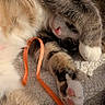 Bloom participe au concours pour gagner de l'argent avec cette photo : cat, tabby, paw, sleeping, nap, orange_ribbon, fur, pink_paw_pads, white_paws, close_up, soft_texture, sunlight, cozy, relaxed, pet, animal, cute, indoor, resting, feline