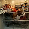 Bloom participe au concours pour gagner de l'argent avec cette photo : cat, tabby_cat, fridge, refrigerator, food, eggs, yogurt, packaged_food, fruit, curious, exploring, indoor, household, pet, animal, container, plastic, dairy, snack, grocery
