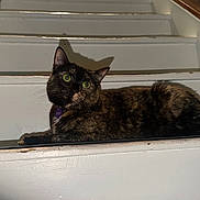 Seven joined the competition — help win amazing prizes! cat, tortoiseshell_cat, stairs, indoor, pet, animal, feline, green_eyes, fur, shadow, curious, resting, white, wood, closeup, domestic_animal, house, comfortable, alert, portrait