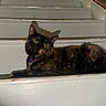 cat, tortoiseshell_cat, stairs, indoor, pet, animal, feline, green_eyes, fur, shadow, curious, resting, white, wood, closeup, domestic_animal, house, comfortable, alert, portrait