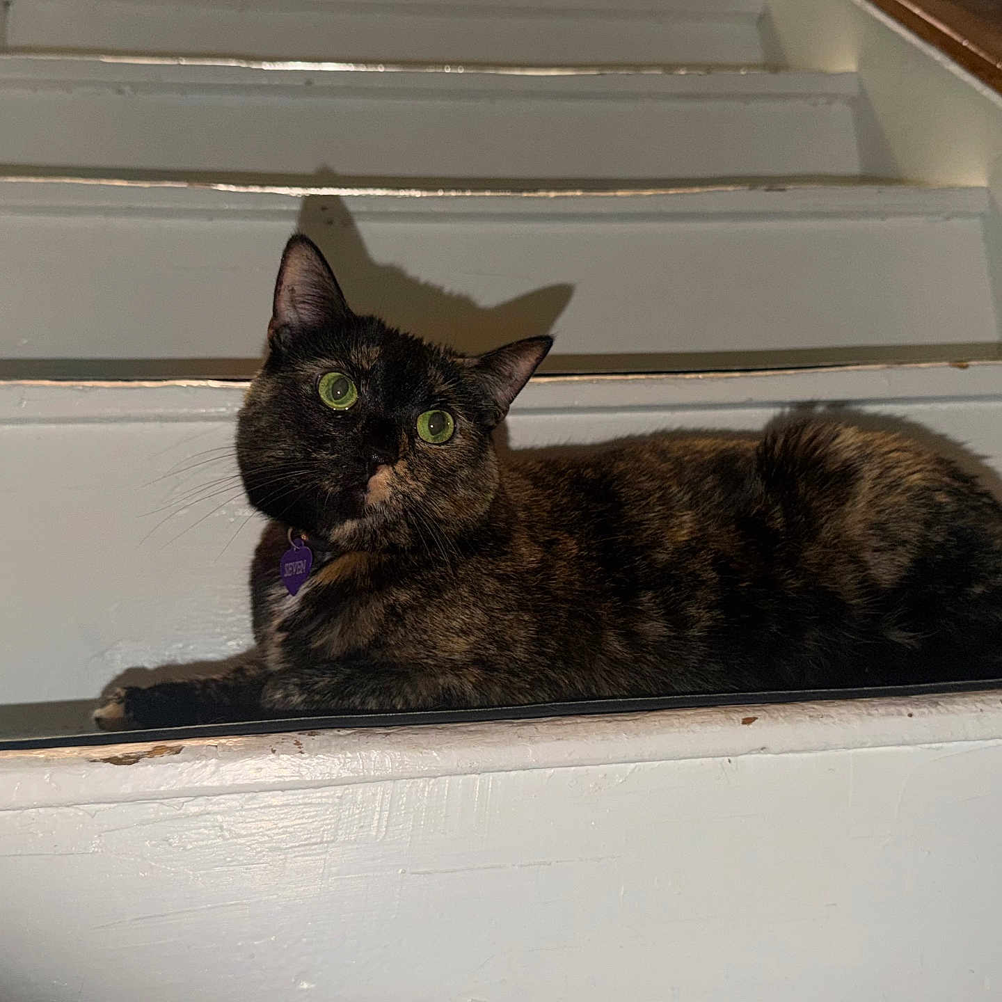 Seven joined the competition — help win amazing prizes! cat, tortoiseshell_cat, stairs, indoor, pet, animal, feline, green_eyes, fur, shadow, curious, resting, white, wood, closeup, domestic_animal, house, comfortable, alert, portrait