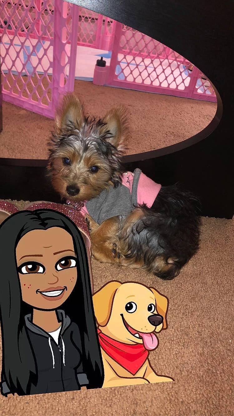 Harley Coco is registered to the contest to win money with this photo: australian_silky_terrier, australian_terrier, canidae, carnivore, companion_dog, dog, dog_breed, norwich_terrier, puppy, puppy_love, rare_breed_dog, small_terrier, terrier, toy_dog, yorkshire_terrier