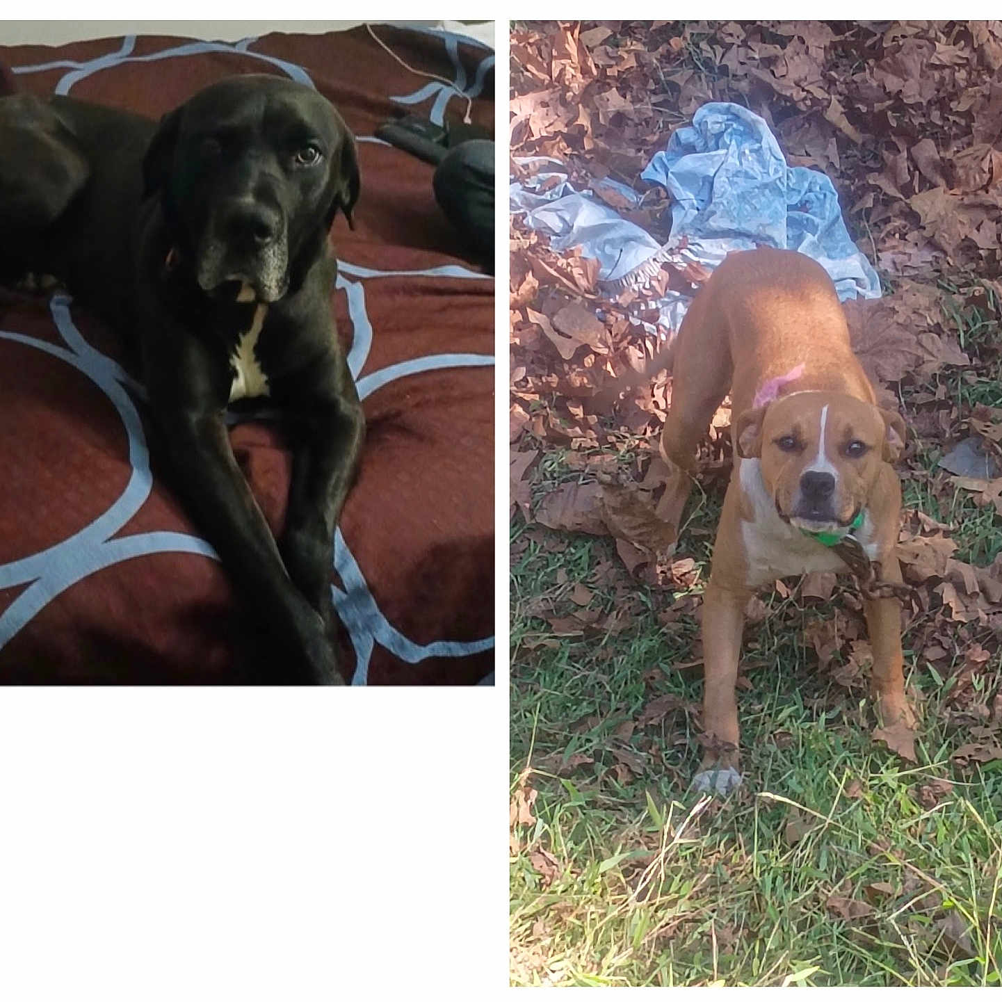 Bear Auora is registered to the contest to win money with this photo: dog, black_dog, brown_dog, indoor, outdoor, bed, blanket, leaves, grass, animal, pet, canine, resting, standing, curious, collage, daylight, nature, furniture, home