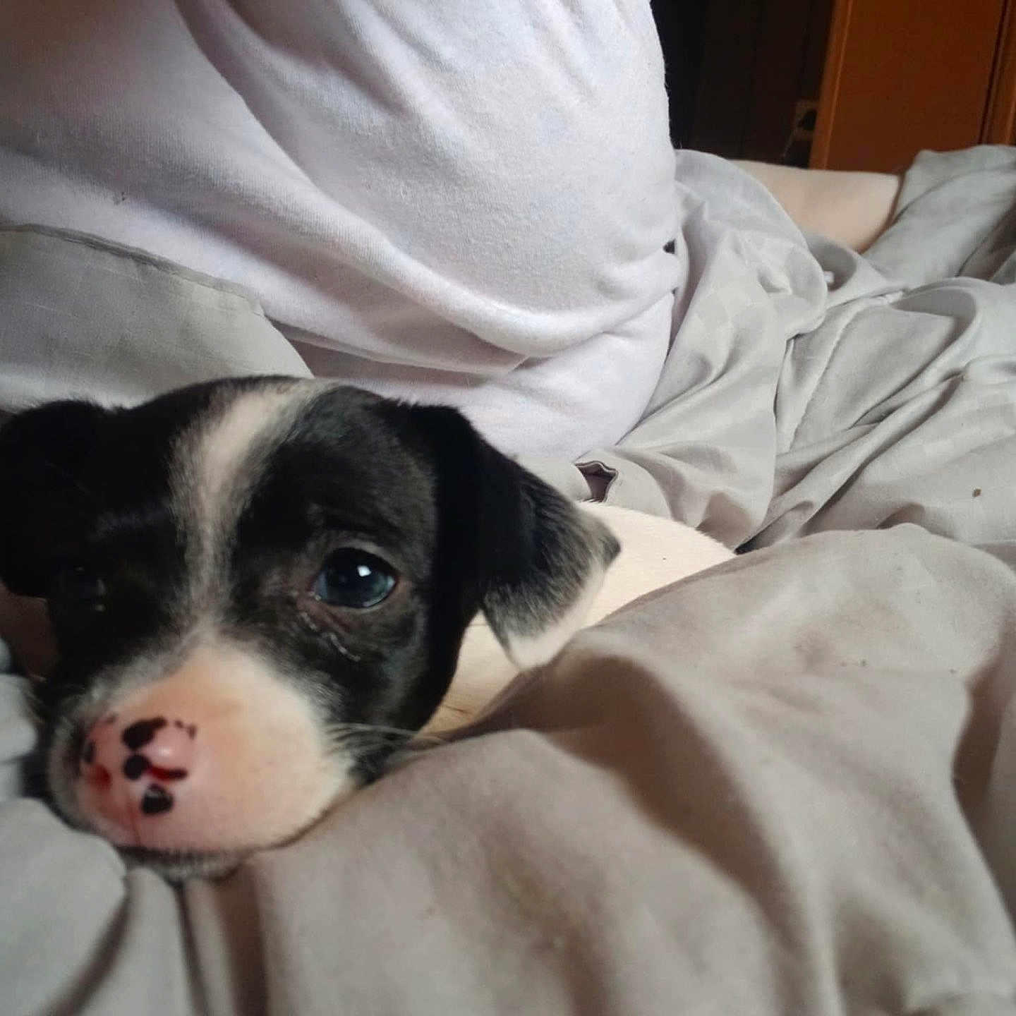 Ellie May joined the competition — help win amazing prizes! puppy, dog, black_and_white, close_up, blanket, bed, cozy, resting, cute, young_animal, indoors, fur, sleepy, soft, nose, pet, animal, comfort, domestic_animal, relaxation