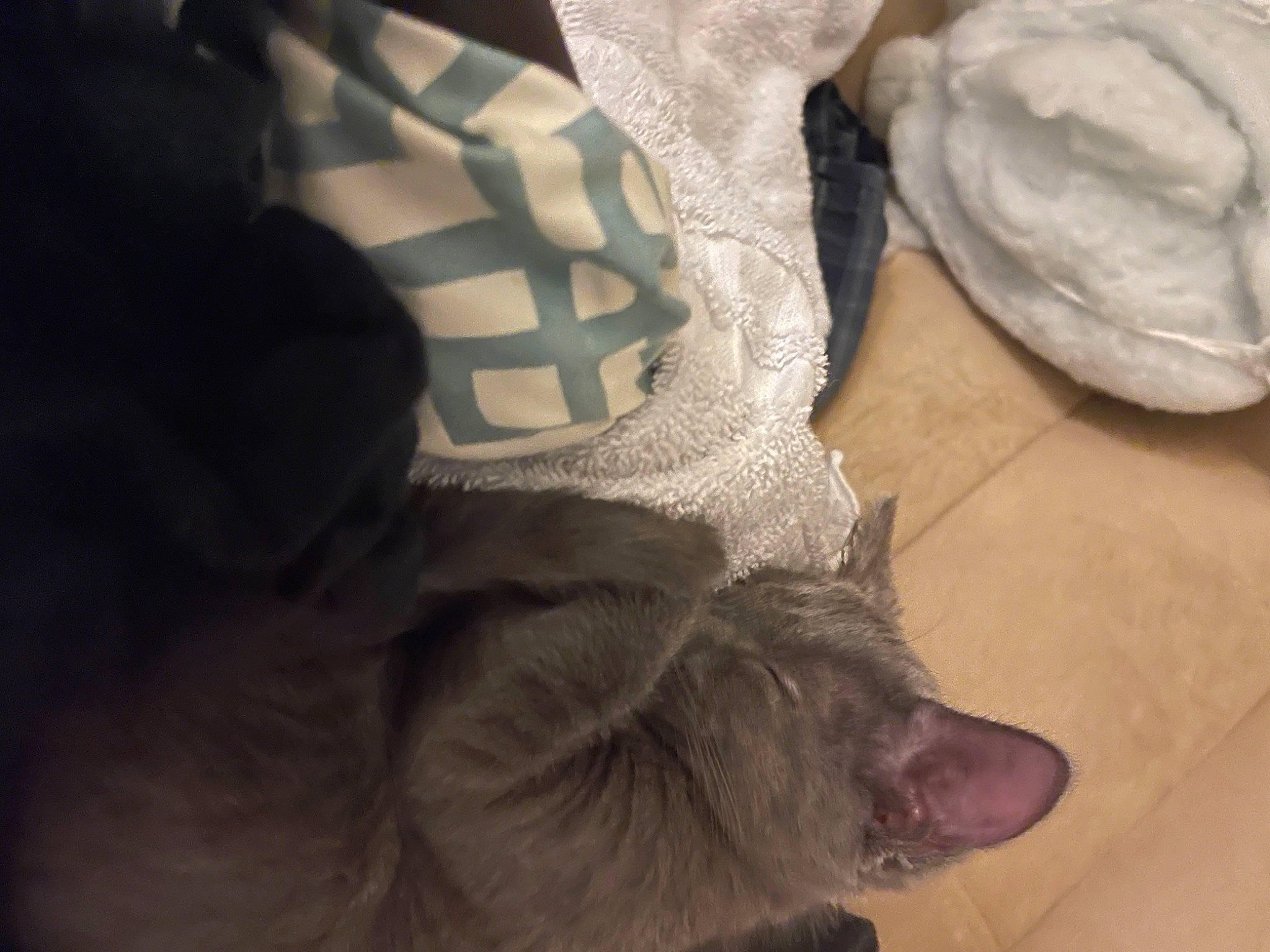 Sybill joined the competition — help win amazing prizes! carmine, carnivore, cat, comfort, domestic_short_haired_cat, felidae, fur, gesture, grey, human_leg, linens, paw, personal_protective_equipment, plastic_bag, sleeve, small_to_medium_sized_cats, sock, sportswear, tail, whiskers