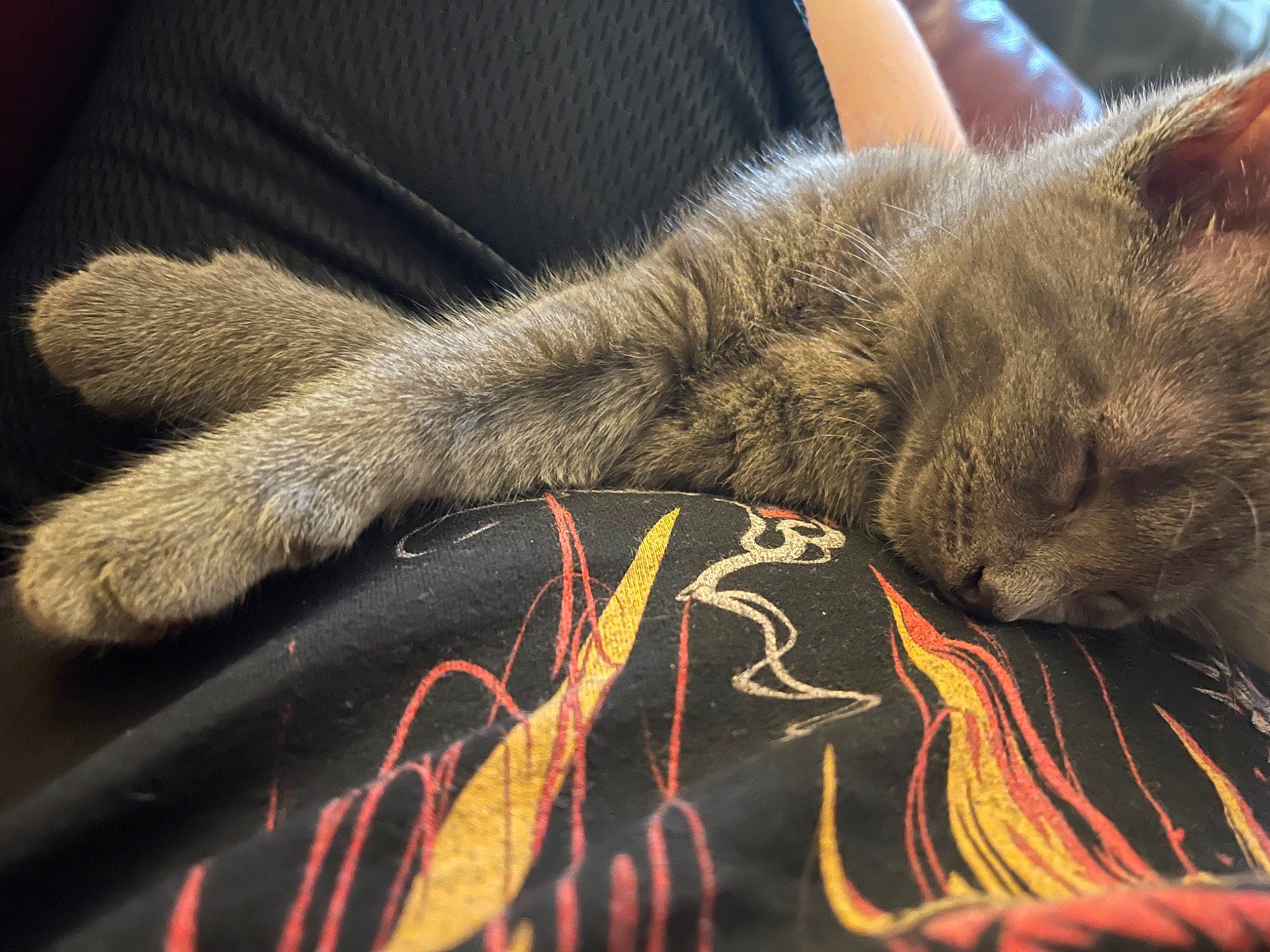 Sybill is registered to the contest to win money with this photo: carmine, carnivore, cat, close_up, comfort, domestic_short_haired_cat, fawn, felidae, flooring, fur, grey, human_leg, linens, pattern, small_to_medium_sized_cats, snout, tail, whiskers, wood, wool