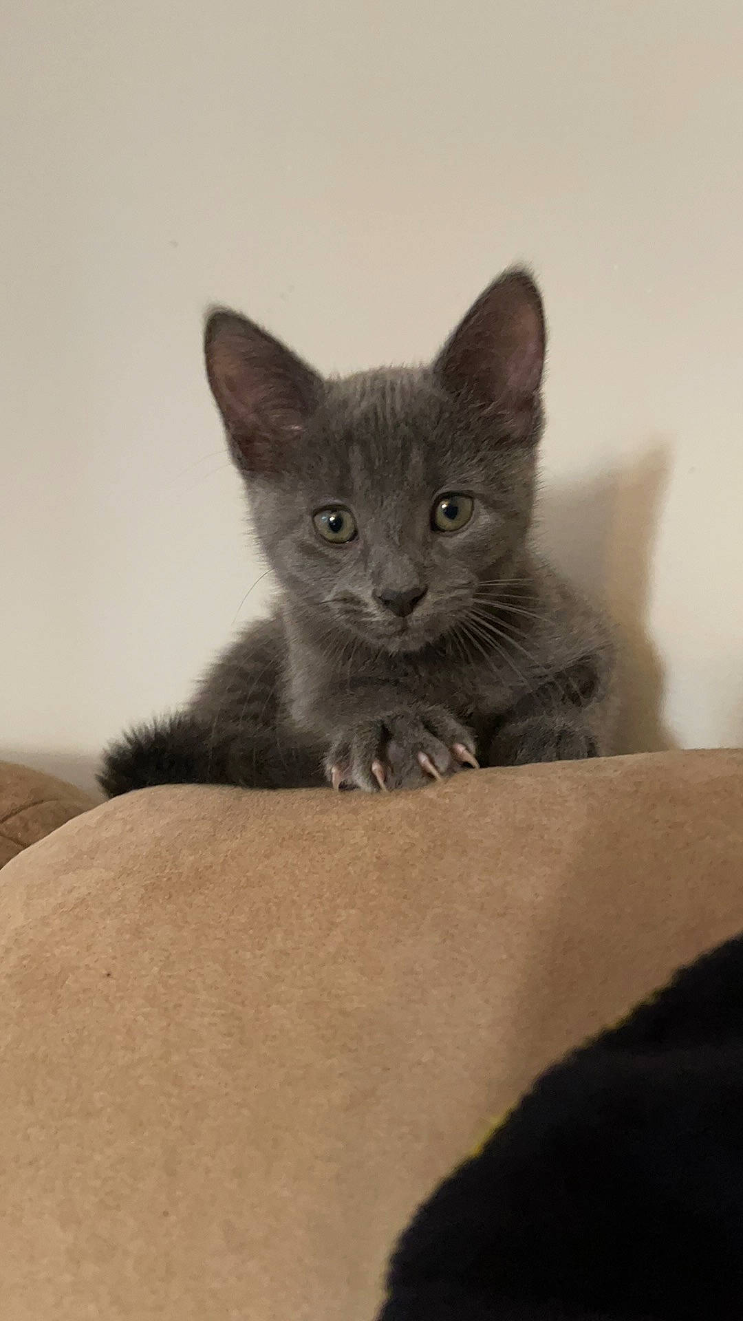 Sybill is registered to the contest to win money with this photo: carnivore, cat, cat_supply, claw, comfort, domestic_short_haired_cat, ear, felidae, fur, grey, russian_blue, sitting, small_to_medium_sized_cats, snout, tail, terrestrial_animal, whiskers