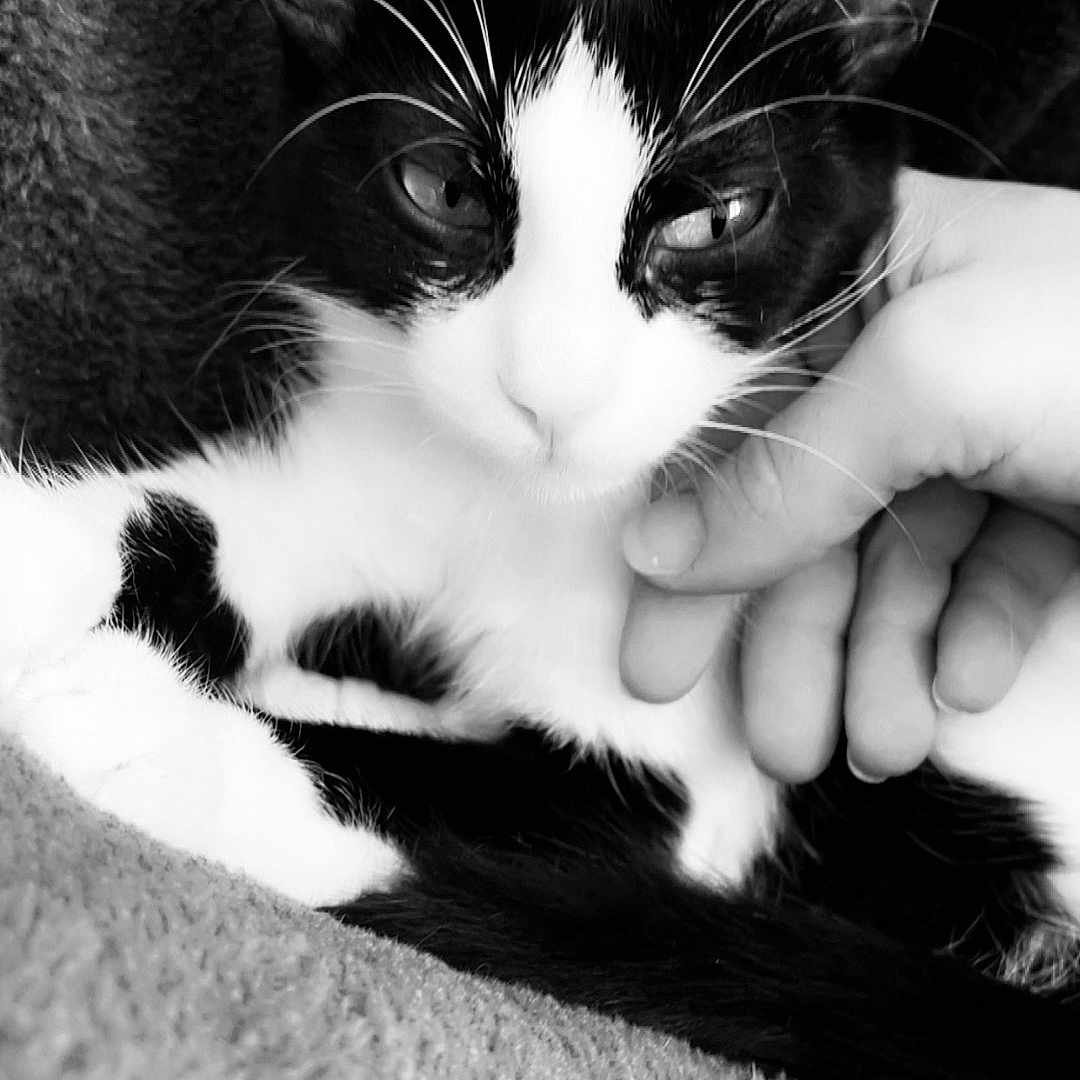Nala a rejoint le concours — aidez-le/la à gagner de superbes lots ! animal, black_and_white, blanket, cat, close_up, comfort, cozy, domestic, feline, fur, hand, indoor, pet, relaxed, resting, soft, texture, touch, tuxedo_cat, whiskers