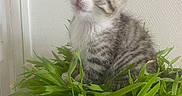 Simba participe au concours pour gagner de l'argent avec cette photo : adorable, animal, cat, curious, cute, domestic, ears, fur, greenery, indoor, kitten, leaf, nature, pet, plant, potted_plant, sitting, small, tabby, whiskers