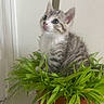 adorable, animal, cat, curious, cute, domestic, ears, fur, greenery, indoor, kitten, leaf, nature, pet, plant, potted_plant, sitting, small, tabby, whiskers