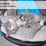 Simba a rejoint le concours — aidez-le/la à gagner de superbes lots ! blanket, cat, chair, cozy, cushion, digital, furniture, home, indoor, laundry_rack, nap, notification, office_chair, overlay, pet, relaxation, resting, sleeping, tabby, towel