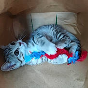 Simba participe au concours pour gagner de l'argent avec cette photo : animal, brown_bag, cat, claws, curious, cute, feathers, feline, fur, indoor, kitten, paws, pet, playful, relaxed, small, striped, toy, whiskers, young