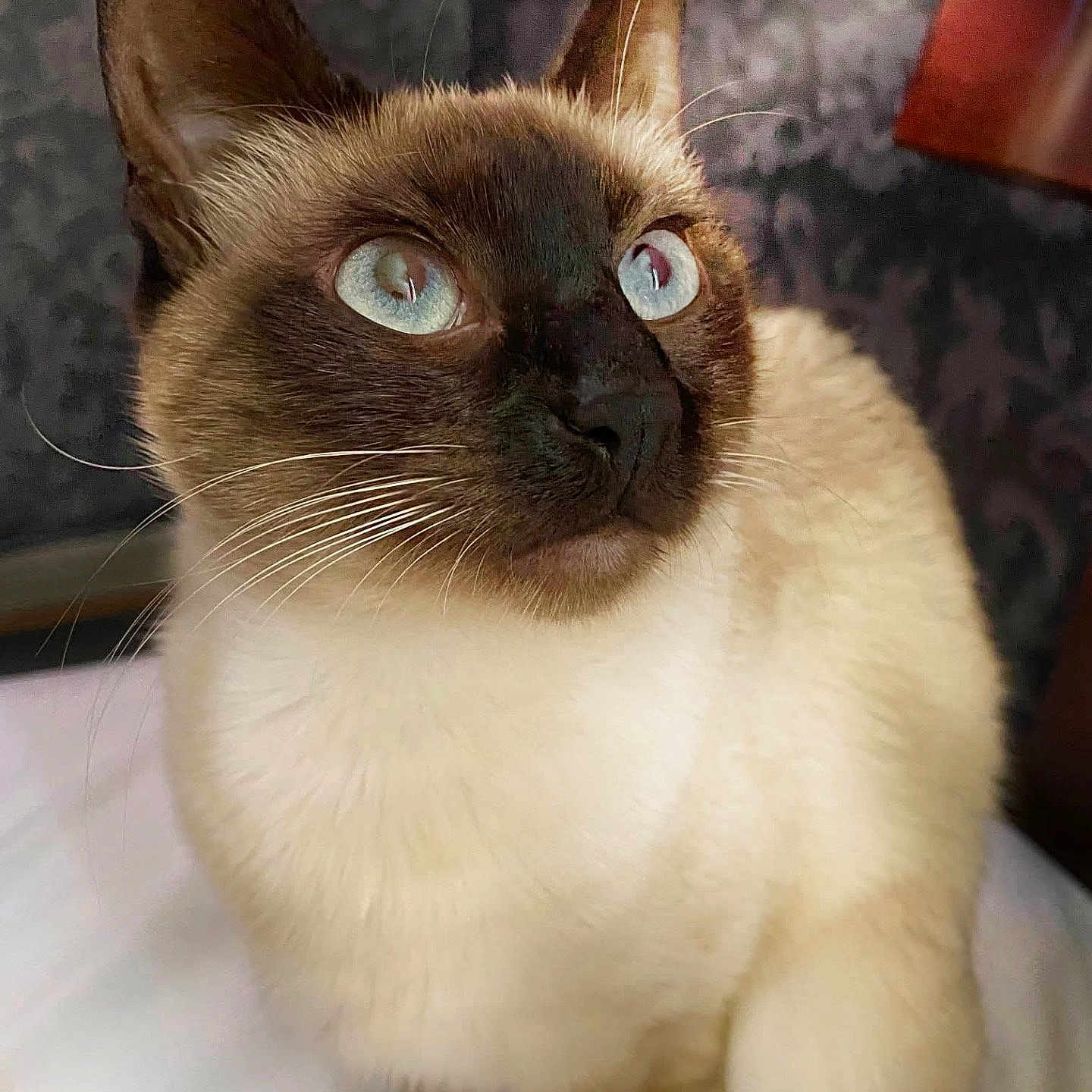 Mrs. Pooh joined the competition — help win amazing prizes! animal, cat, pet, siamese