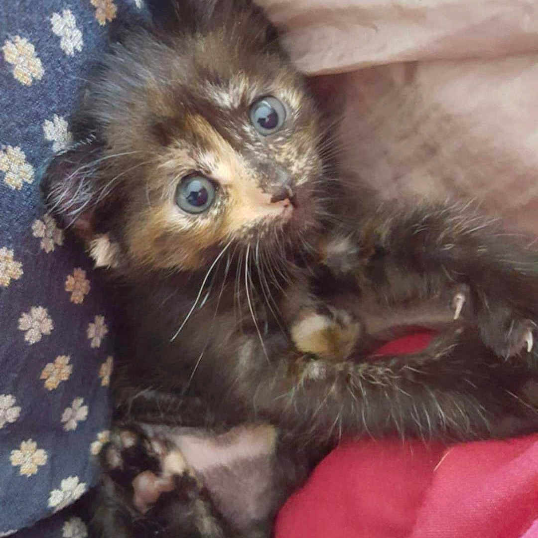 Misha participe au concours pour gagner de l'argent avec cette photo : animal, blanket, cat, cozy, curious, cute, domestic, feline, fur, indoor, kitten, paw, pet, resting, sleepy, small, soft, tortoiseshell, whiskers, young