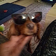 Red joined the competition — help win amazing prizes! dog, sunglasses, hand, indoor, carpet, furniture, blur, pet, brown_dog, living_room, cozy, casual, funny, accessory, animal, mammal, domestic_animal, cute, portrait, blurred