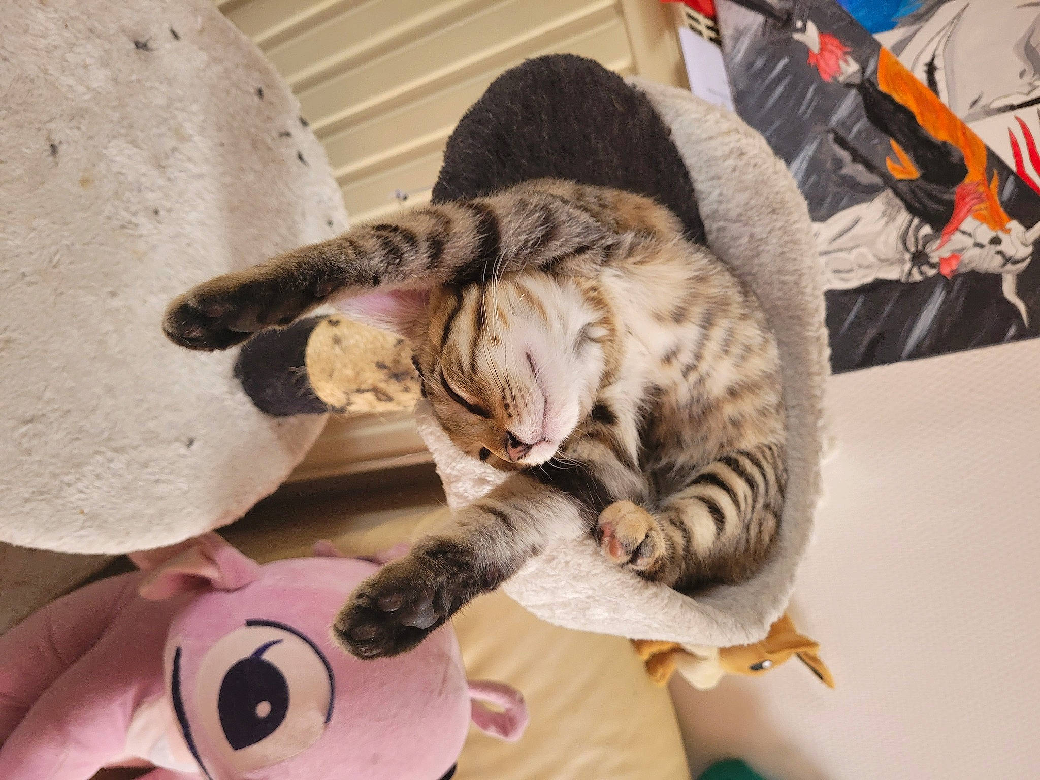 Gaïa participe au concours pour gagner de l'argent avec cette photo : carnivore, cat, claw, comfort, domestic_short_haired_cat, felidae, fur, paw, plush, small_to_medium_sized_cats, snout, stuffed_toy, tail, toy, whiskers