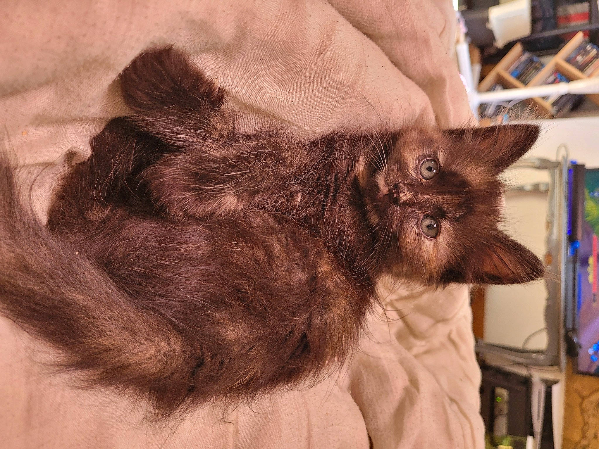 Eris a rejoint le concours — aidez-le/la à gagner de superbes lots ! art, black_cat, canidae, carnivore, cat, claw, dog_breed, domestic_short_haired_cat, ear, fawn, felidae, fur, gesture, liver, painting, paw, small_to_medium_sized_cats, snout, tail, whiskers