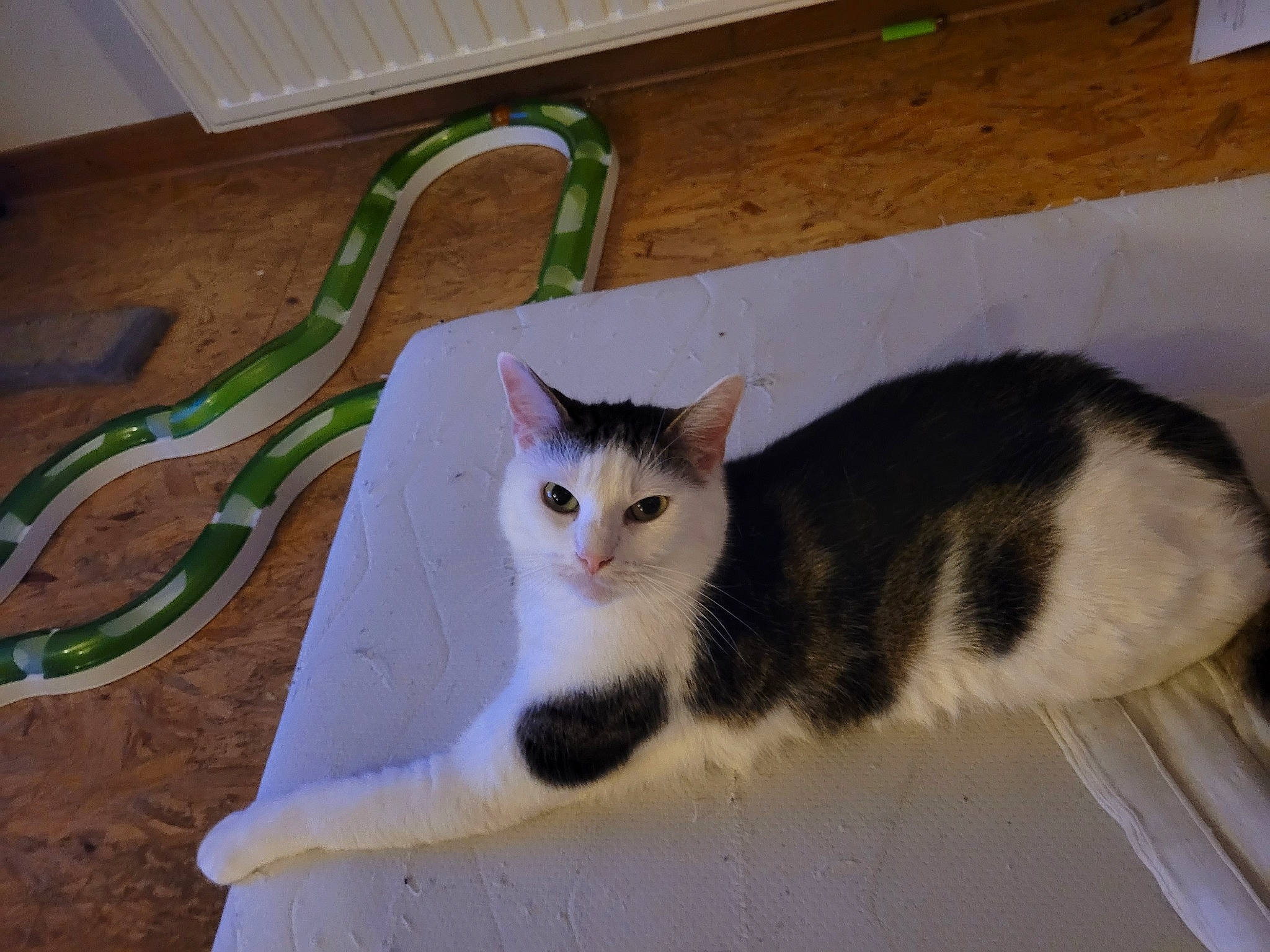 Hermès participe au concours pour gagner de l'argent avec cette photo : art, carnivore, cat, domestic_short_haired_cat, felidae, flooring, fur, hardwood, paw, pedestal, pet_supply, rectangle, small_to_medium_sized_cats, snout, tail, whiskers, wood