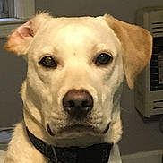 Buddy is registered to the contest to win money with this photo: animal, calm, canine, closeup, collar, dog, domestic, ears, eyes, face, fur, heater, house, indoor, light_coat, looking, nose, pet, portrait, window