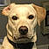 Buddy