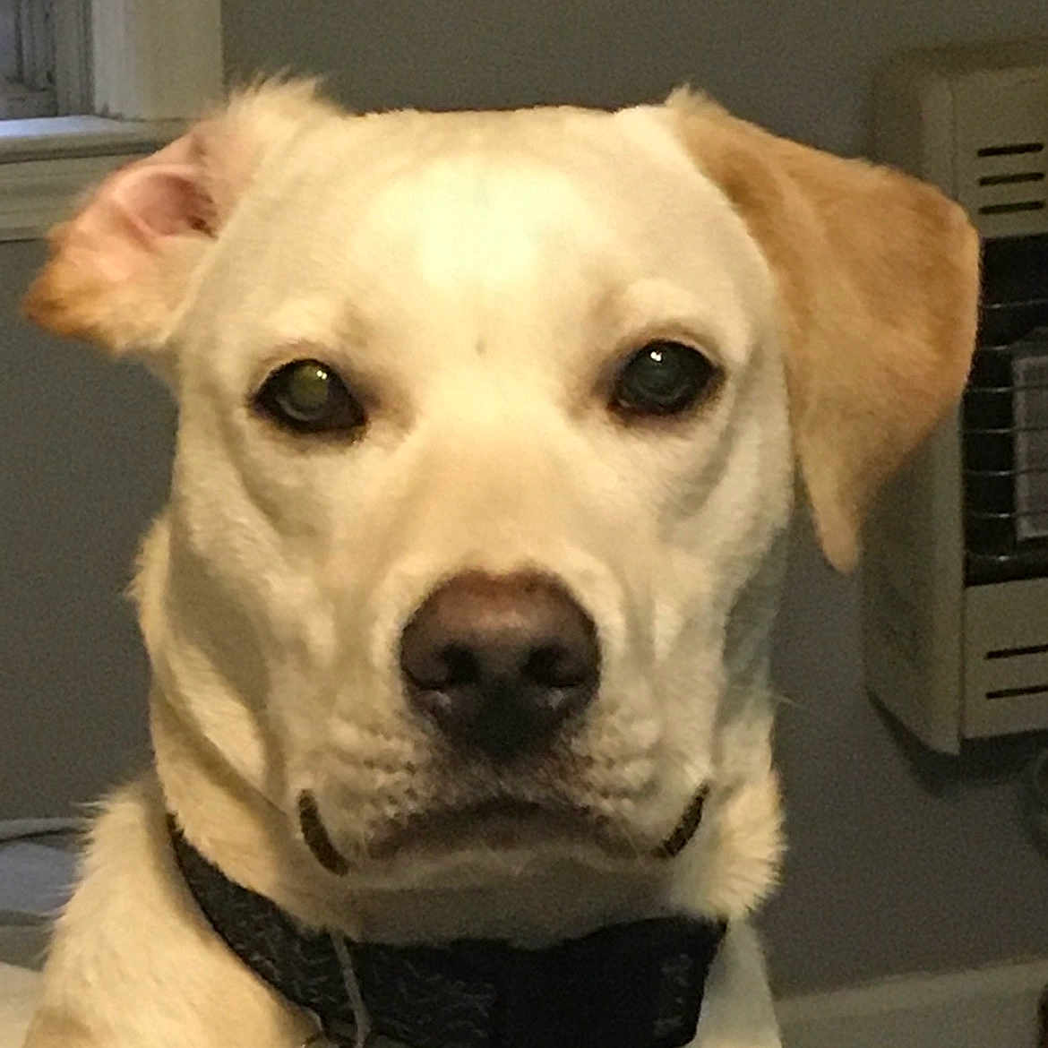 Buddy